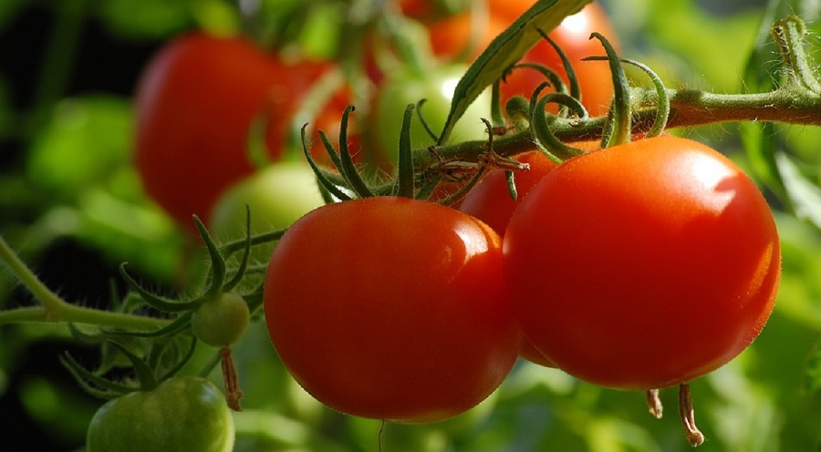 tomate - ferme urbaine - paris 15