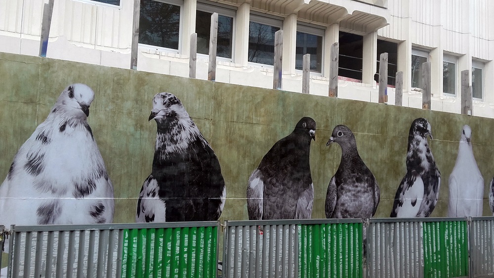 Les pigeons voyageurs du Musée de la Poste